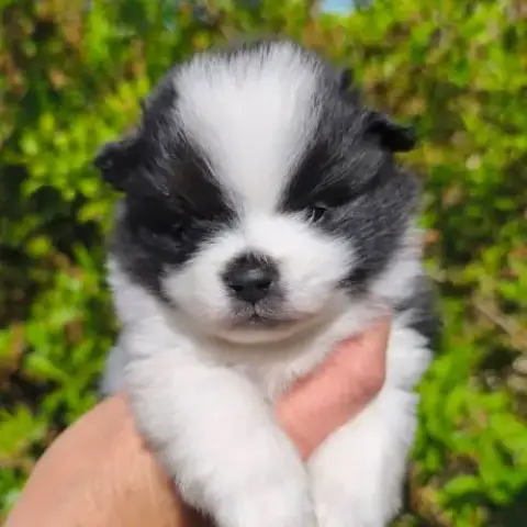 Chiots Mâles Spitz À Réserver