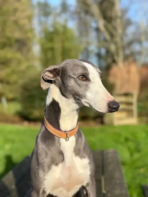 Whippet  Beyoncé Des Brumes De Brocéliande photo 3