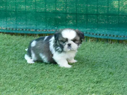 Shih Tzu  Bagherra Du Temps Des Amazones photo 2