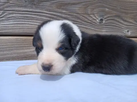 Berger Australien  Chiot Berger Australien photo 3