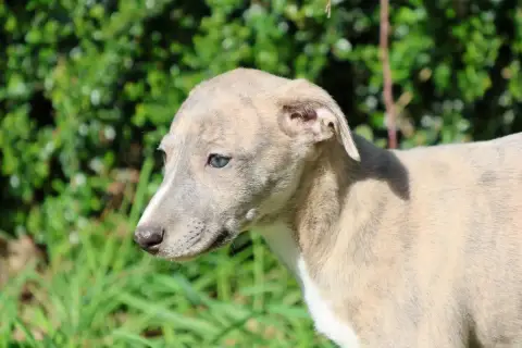 Whippet  Biarritz Des Brumes De Brocéliande photo 3