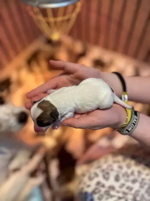 Jack Russell Terrier  Belle De La Botte De Lin photo 2