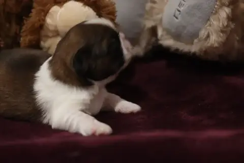 Shih Tzu  Barbiche De La Ferme Des Mottes photo 3