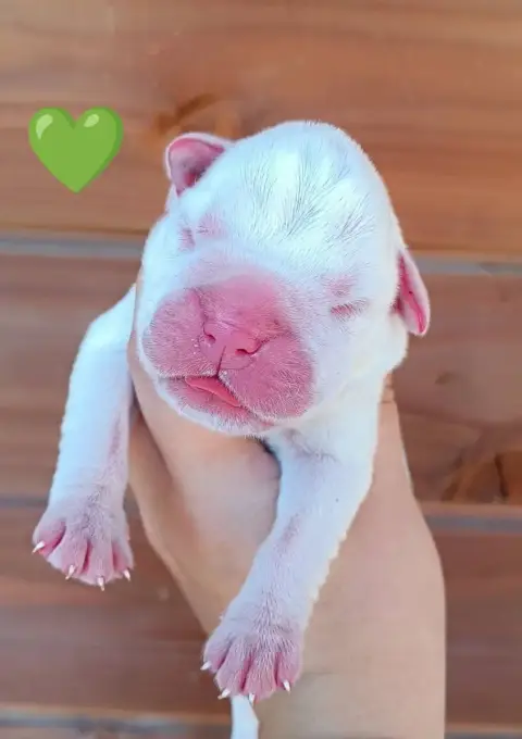 Boxer 
                        Chiot N°3 Des Gardiens 78a3c