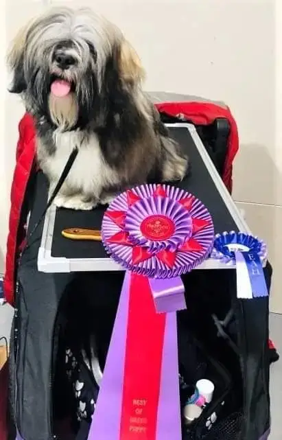 Lhassa Apso  Mr Peluche Du Royaume D'Ebène