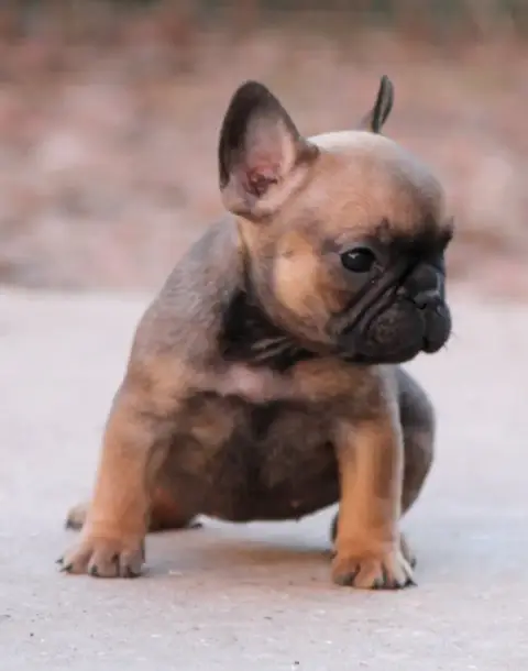 Bouledogue Français photo 3