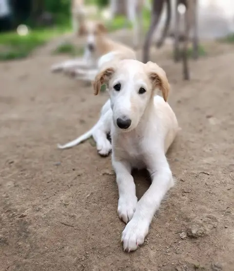 Barzoi  Baltik