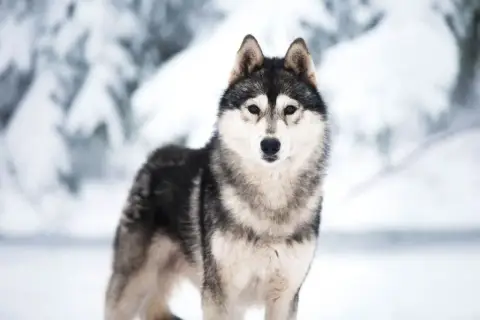 Siberian Husky  Chiot Wolves Of The Northern Light photo 2