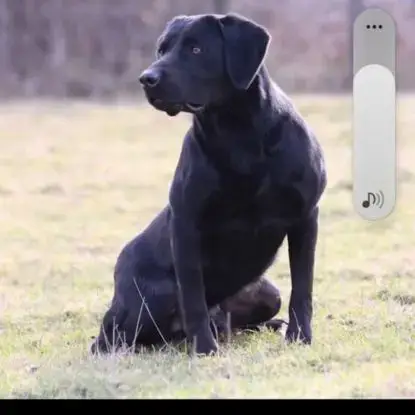 Chiot Labrador Lof