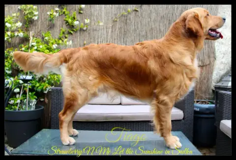 Golden Retriever  Miss Rouge Of Heemany photo 2