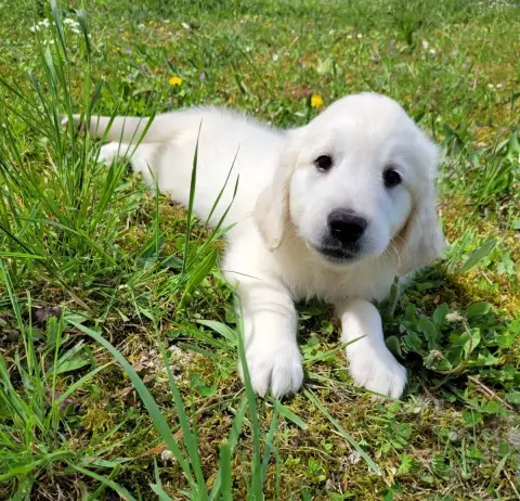Golden Retriever  Bruce Des Marais De Courmont