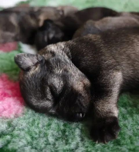 Schnauzer  Chiot N°2 Domaine De Pierremarie
