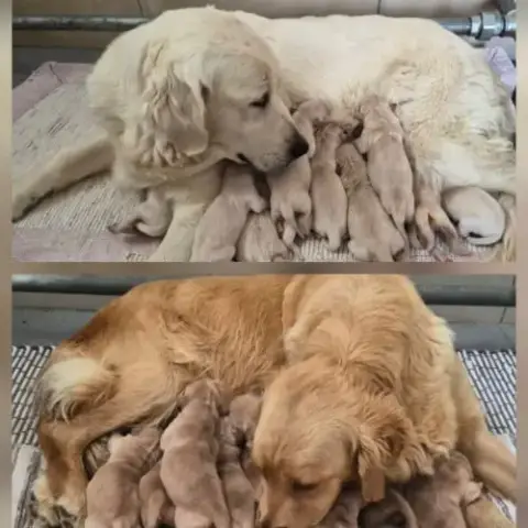 Bebes Golden Retriever Non Lof