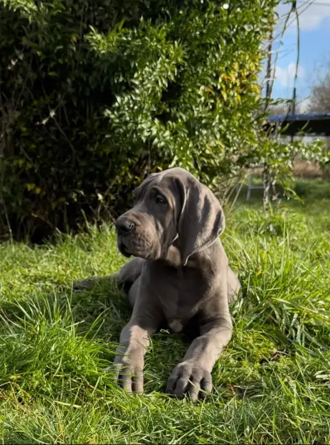 Dogue Allemand  Aldo Du Jardin Royal photo 2