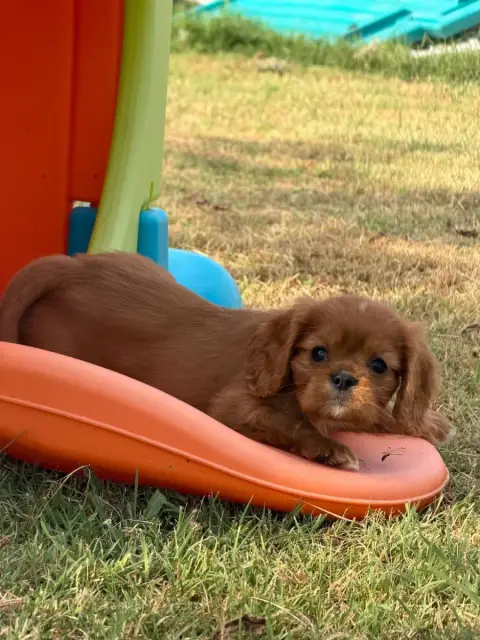 Cavalier King Charles Spaniel  Bambou De La Cour De M 40092 photo 3