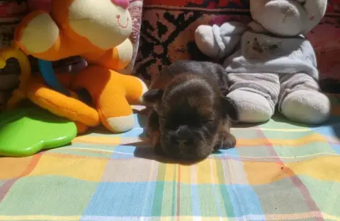 Lhassa Apso  Petite Femelle Foncée Des Fillots De Mor be448