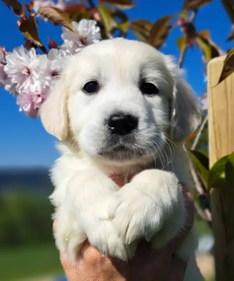 Golden Retriever  Bambou photo 2