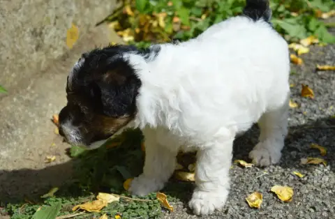 Fox Terrier Poil Dur  Burton Du Jardin D'Inuko photo 2