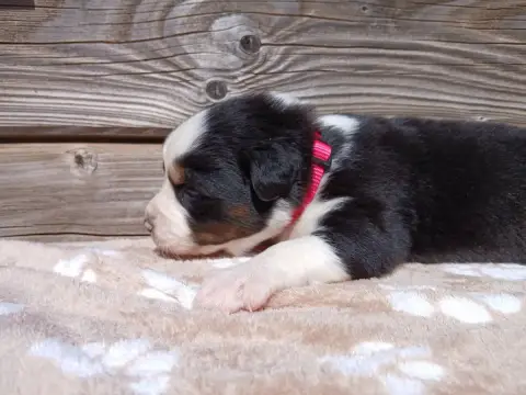 Berger Australien  Chiot