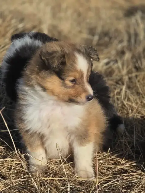 Shetland Sheepdog  Brandon Du Domaine Des Airaudes