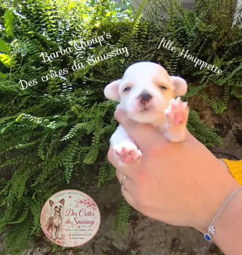 Chien Chinois À Crête  Barba'Choup'S Des Crêtes Du Sa 4cd9c