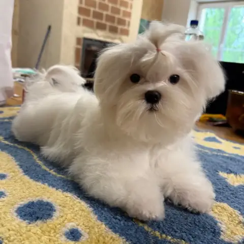 Bichon Maltais  Chiot 3 Valma'S Signature photo 2
