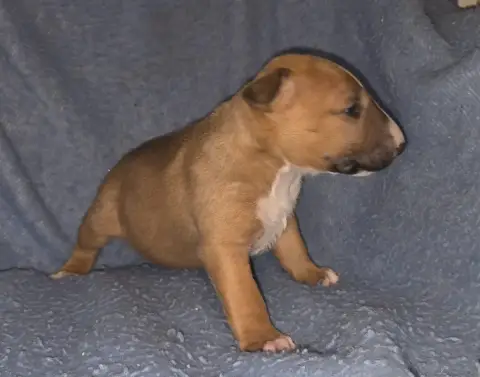 Bull Terrier  Chiot 3 By The Wall photo 3