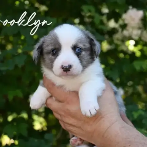 Chiots Welsh Corgis