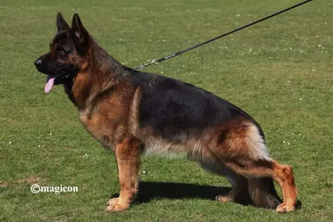 Berger Allemand  Chiot N°6 Vom Haus Novak photo 2