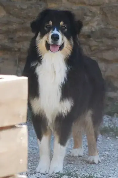 Berger Australien  Bao Du Coeur D'Herault photo 2