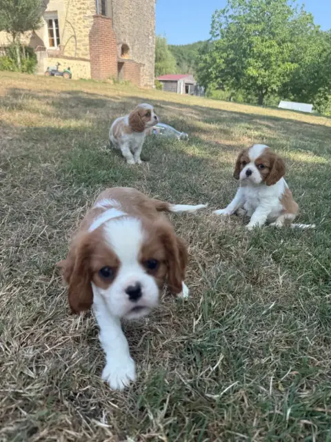 Cavalier King Charles Spaniel 
                       2adc5 photo 2