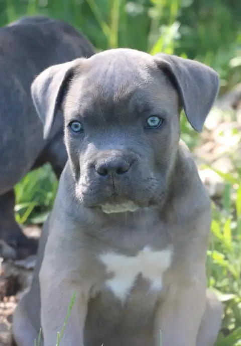 Cane Corso  Bolt Dei Protettori Della Corona