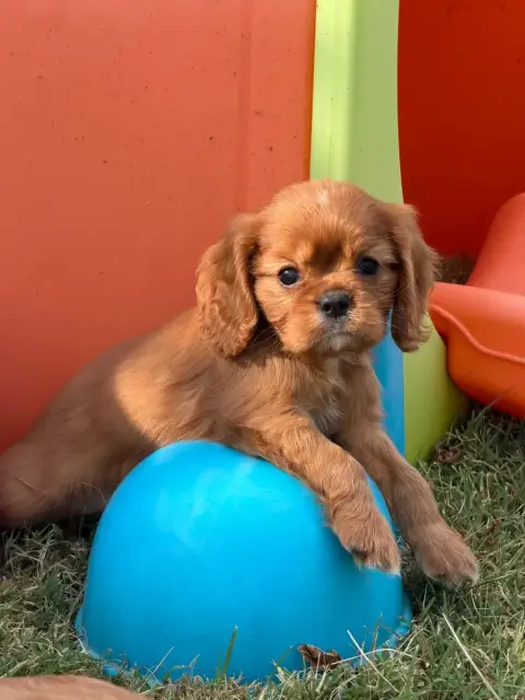 Cavalier King Charles Spaniel  Bambou De La Cour De M 40092