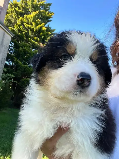 Berger Australien  Chiot N°2 Des Eclats De Quasar