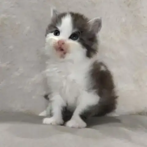 Adorable Chatons Sibérien
