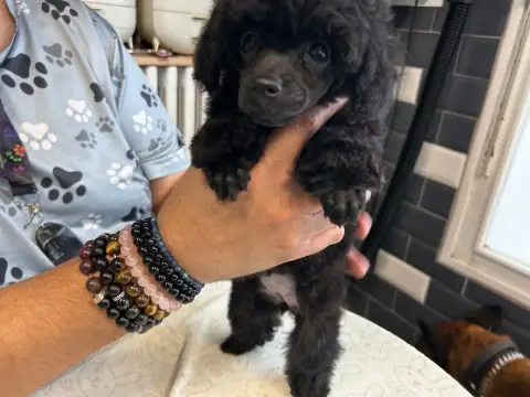 Caniche  Betty Barclay Du Royaume De La Pompadour