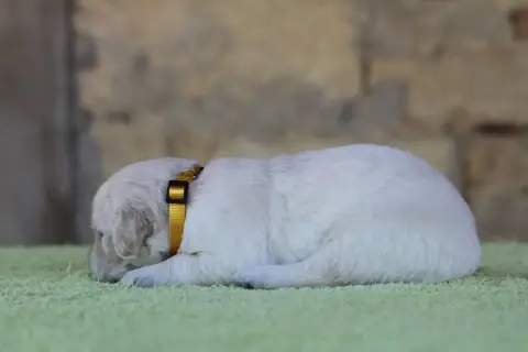Golden Retriever photo 3