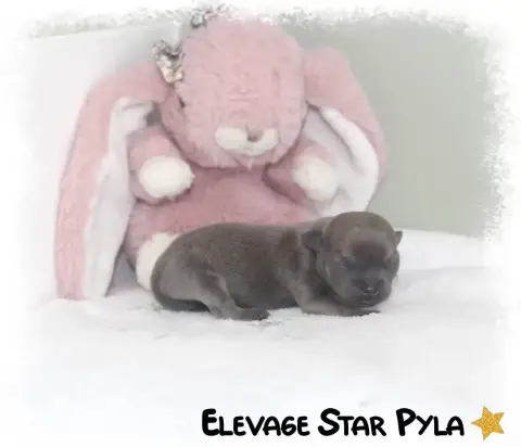 Chihuahua  Blueberry Star Pyla