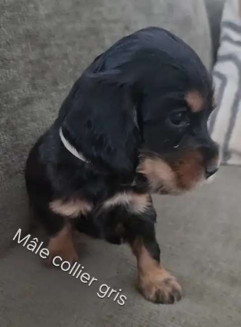 Cocker Spaniel Anglais  Collier Gris Du Galain