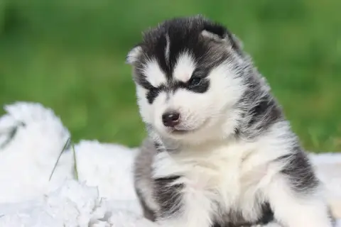 Siberian Husky  Black Mystical Magic De Daybreak Nort 47319