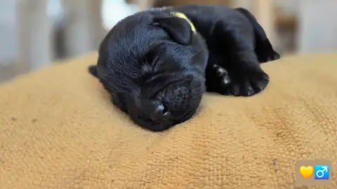Labrador Retriever photo 3
