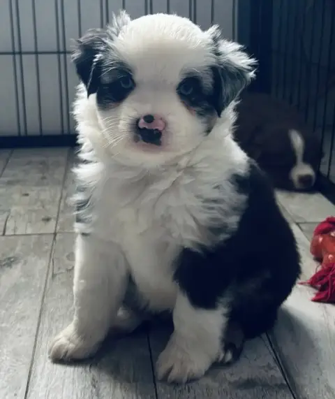 Berger Américain Miniature  Chiot N°4