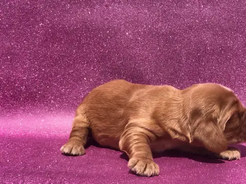 Cocker Spaniel Anglais