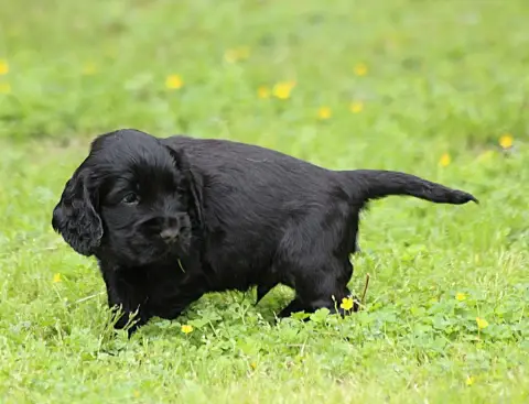 Cocker Spaniel Anglais  Chiot N°6 Du Parfum De Vanill 07762 photo 2