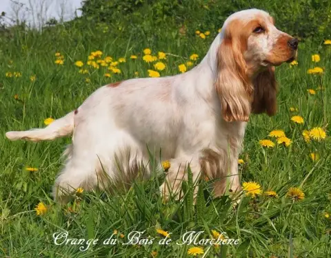 Cocker Spaniel Anglais  Chiot 2 Des Moulins Etoilés aad5c photo 3