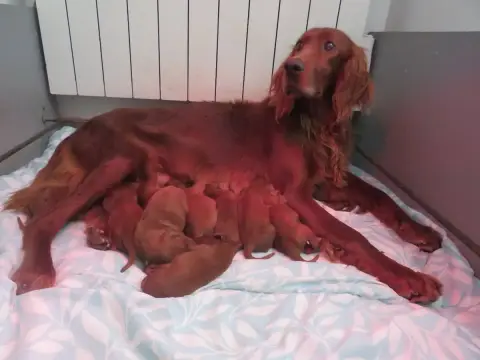 Setter Irlandais Rouge  Chiot 1 Des Bords Du Clain