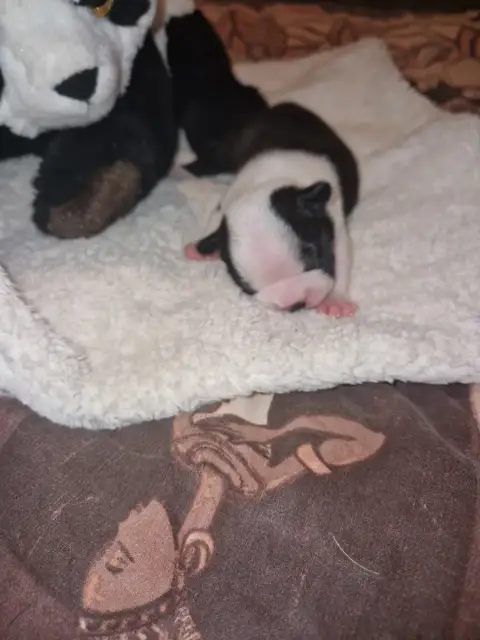 Boston Terrier  Billy La Patouille Des Forges photo 2