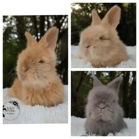 Bébés Lapins Angora Anglais