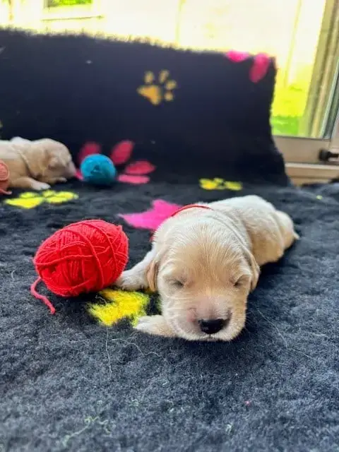 Golden Retriever  Mr Rouge Du Domaine Du Petit Perchi 34bf1