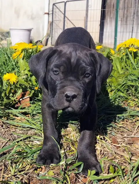 Cane Corso  Collier Rose De La Tribu Amazone photo 3